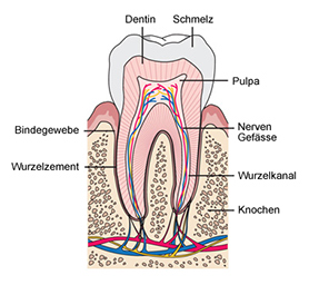 The_pulp_-_lifeline_of_the_tooth.jpg 