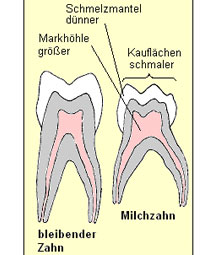 milchzahn.jpg 