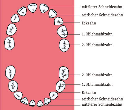 milchzahngebiss.jpg 