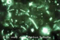 parodontitisbakterien__2_.jpg